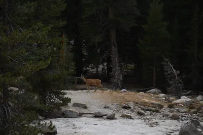 DSC_4463 (Large).JPG